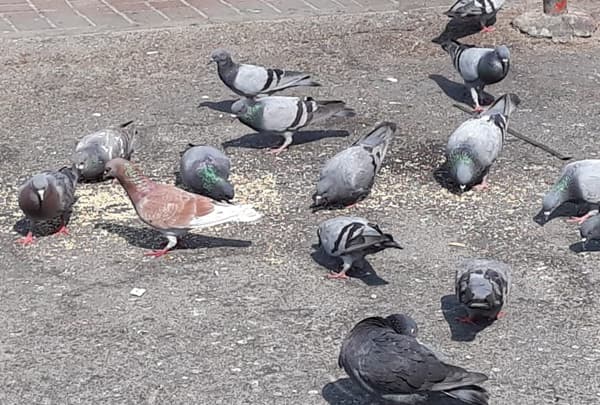 Birds control - Pest Control gallery